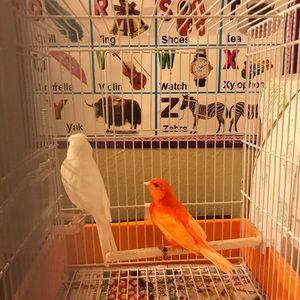 Meet your Posher, Jenique